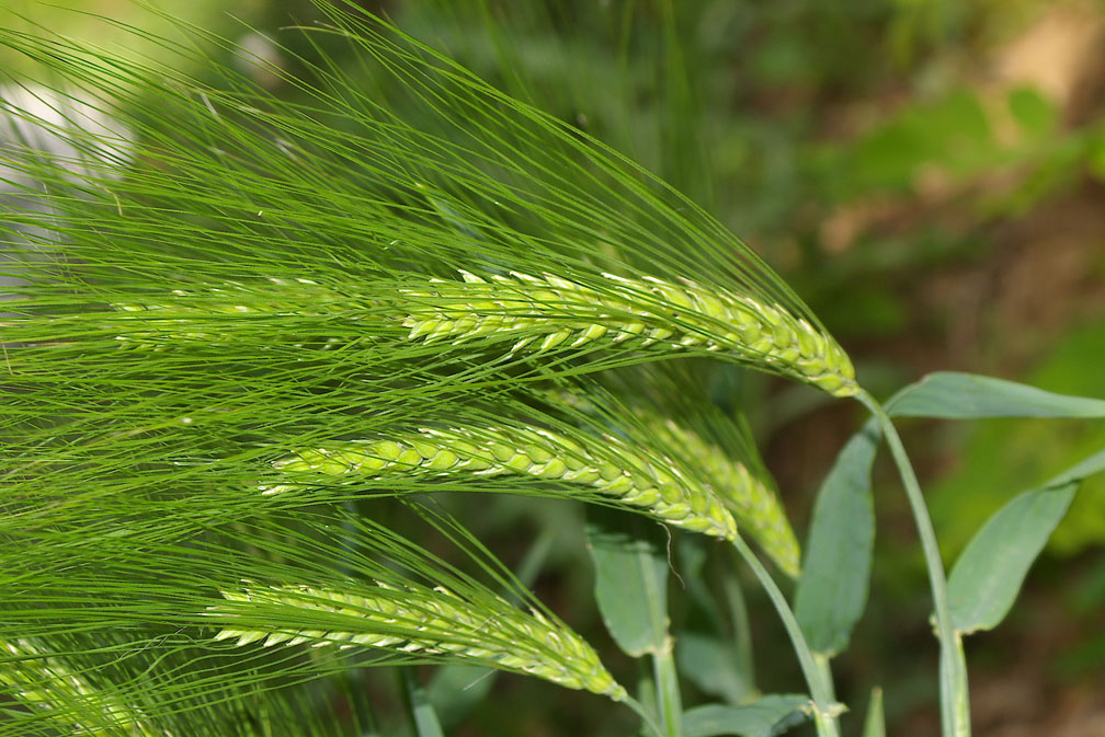 Triticum aestivum / Frumento tenero